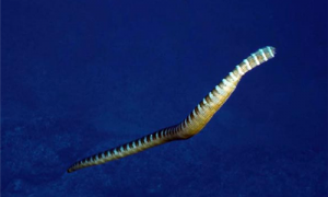 贝尔彻海蛇怎么养-贝尔彻海蛇能活多少年-贝尔彻海蛇最大多少斤