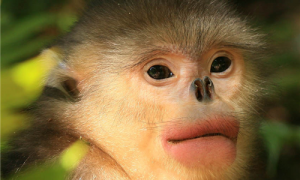 滇金丝猴怎么训练-滇金丝猴最大能长多大-哪里能买到滇金丝猴