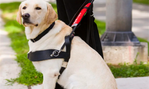导盲犬的品种有哪些-导盲犬多少钱一只-导盲犬为什么不能摸