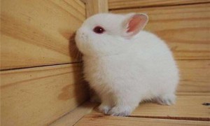 荷兰侏儒兔寿命-荷兰侏儒兔多少钱-荷兰侏儒兔能长多大