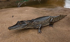 凯门鳄分布在哪-泰国鳄与凯门鳄的区别-门鳄是不是最小鳄鱼