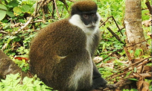 贝尔山绿猴能活多少年-贝尔山绿猴是哪里的-贝尔山绿猴吃什么