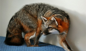 灰狐生活在哪些地方-灰狐会保护主人吗-灰狐常见吗