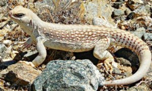 养沙漠鬣蜥合法吗-沙漠鬣蜥保护级别-沙漠鬣蜥多少钱一只