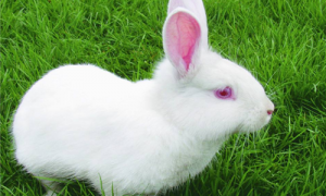中国白兔怎么养-中国白兔可以饲养吗-中国白兔怎么洗澡
