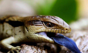 斑点蓝舌蜥喜欢人摸吗-斑点蓝舌蜥是否有毒-斑点蓝舌蜥咬人吗