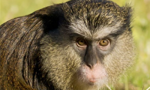 坎氏长尾猴的数量-坎氏长尾猴分布在哪里-坎氏长尾猴以什么为食