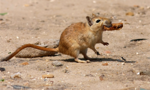 红尾沙鼠脾气怎样-红尾沙鼠吃什么-红尾沙鼠能长多大