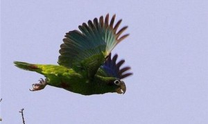 圣文生亚马逊鹦鹉能活多少岁-圣文生亚马逊鹦鹉灭绝了吗-养圣文生亚马逊鹦鹉合法吗