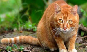 金丝猫是啥意思-金丝猫多少钱一只-金丝猫长什么样子