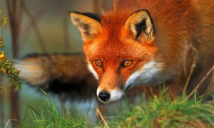 赤狐-044是国家保护动物吗-赤狐-044和白狐哪个好养