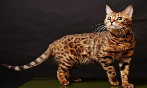 豹猫和家猫有何不同-豹猫多少钱一只-豹猫的价格贵吗
