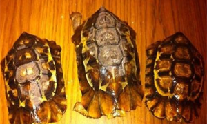 哪里能买非洲折背陆龟-非洲折背陆龟多少钱一只-非洲折背陆龟能养吗
