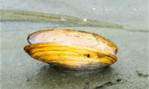 河蚌价钱-河蚌的外形特-河蚌寿命