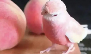 粉色秋草鹦鹉叫什么