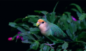 牡丹绿金顶鹦鹉是什么品种