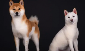 纪州犬和白柴犬区别