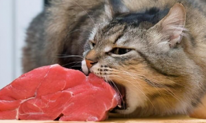 猫是杂食动物吗