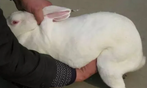 摸胎是每个养兔人必备的一项技术手段