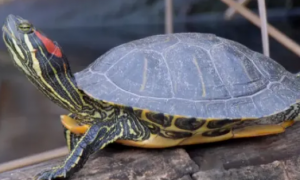 新手养龟推荐！这8种龟，便宜好养互动性又好！