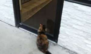 一只猫守在咖啡店门口，得知真相后哭笑不得：原来是“诈骗犯”