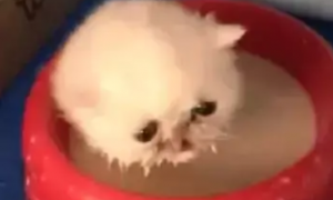 小奶猫误把奶粉当洗澡水，它毫不犹豫往里一蹲，结果就悲剧了