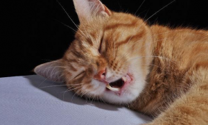 猫睡觉的时候呼吸声很重