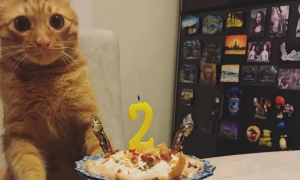 主人给猫做蛋糕，小猫咪一年比一年嫌弃：这个生日非过不可吗？