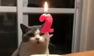 铲屎官给小猫过生日，猫咪一掌拍灭蜡烛，网友：这气场我给满分