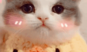 小奶猫佩戴了一个口水兜，简直萌到不像话，网友：请问可以偷猫吗