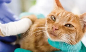 猫咪手术风险大揭秘：6大疾病与受伤如何避免麻醉风险？