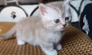 短腿猫价格多少钱一只，大概价位在1600-8000元-曼基康猫知识
