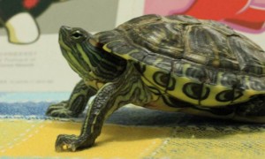 巴西龟如何分公母-巴西龟知识