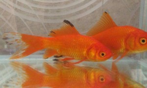金鱼怎么分公母，分辨金鱼雌雄的方法-金鱼知识