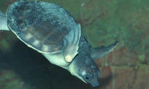 深水鱼缸适合养什么龟-猪鼻龟知识