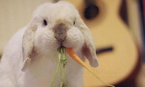 垂耳兔喜欢吃什么东西-垂耳兔知识