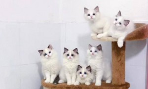 普通布偶猫多少钱一只幼崽，纯种价格至少8千起-布偶猫知识