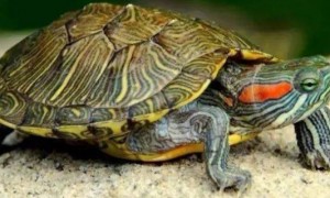 巴西龟龟壳变软怎么回事-巴西龟知识