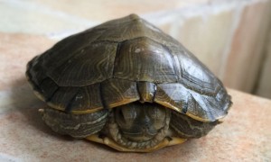 巴西龟怎么冬眠要不要放沙子-巴西龟知识