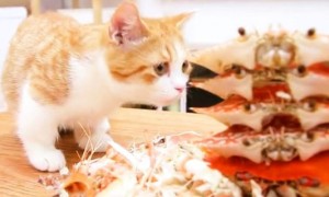 猫可以吃生蚝吗-宠物饮食