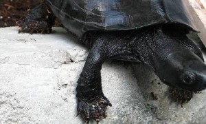 乌龟墨化是什么意思-草龟知识