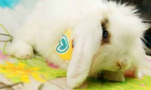 荷兰长毛垂耳兔多少钱，一般150-600元一只-垂耳兔知识