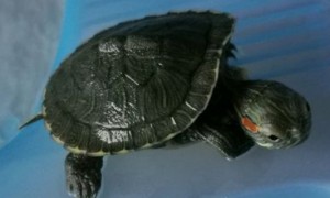 巴西龟寿命-巴西龟知识
