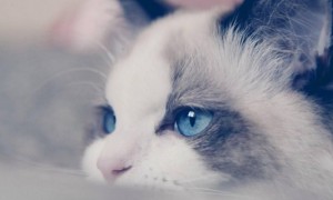 布偶猫海双和蓝双区别-布偶猫知识