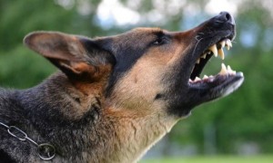 怎么训练狗狗不咬人，让狗狗学会不咬人的4个方法技巧-宠物狗训练
