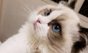 世界上最贵的布偶猫，价值87万的布偶猫不存在-布偶猫知识