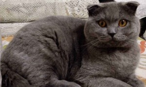 折耳蓝猫为什么不能养-英国短毛猫知识