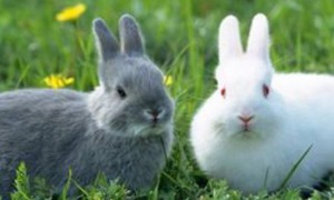抱兔子的正确方法-宠物知识