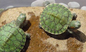 巴西龟的危害-巴西龟知识