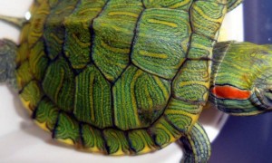 巴西龟干养要注意什么-巴西龟知识